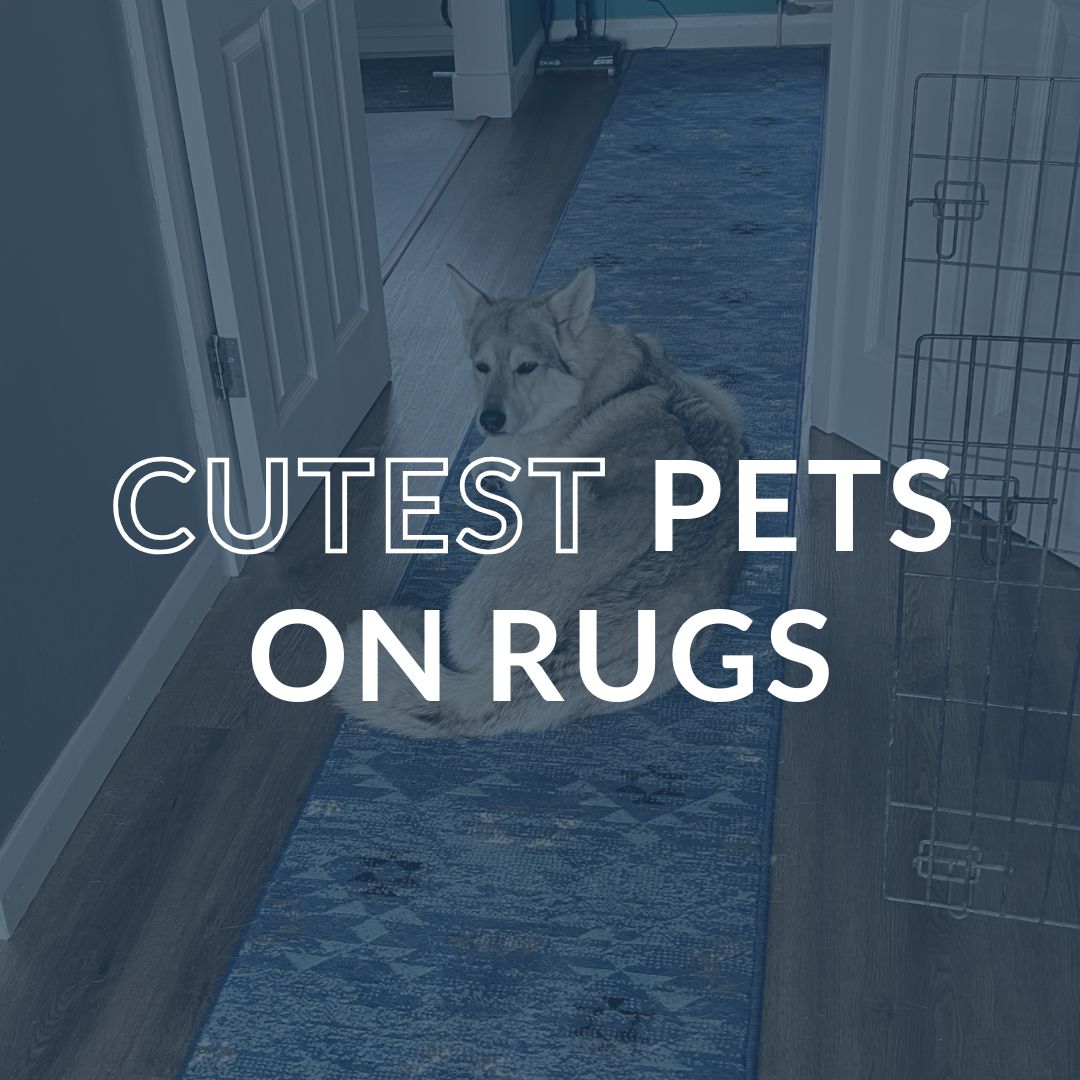 8 of the Cutest Animals on Rugs