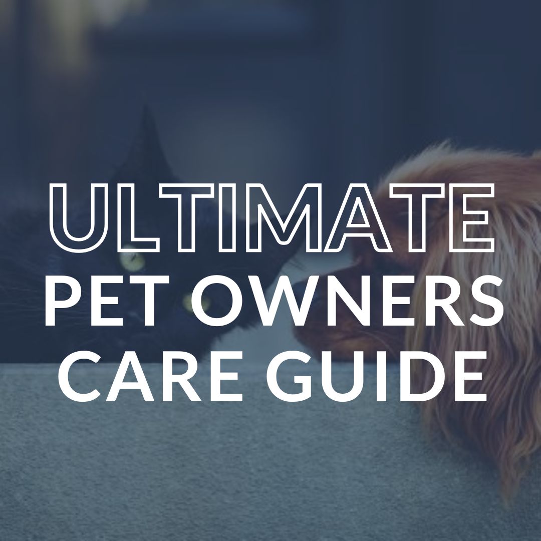 The Ultimate Pet Owner’s Carpet Cleaning Guide